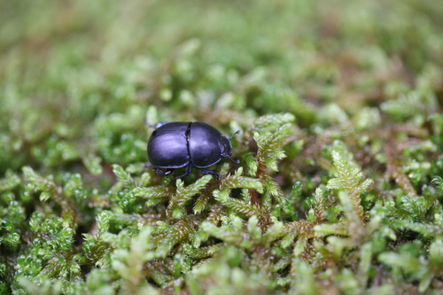 Thorectes escorialensis