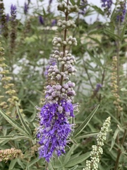 Vitex agnus-castus