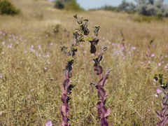 Bupleurum rotundifolium