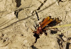 Cryptocheilus rubellus