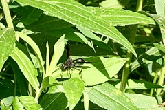 Isodontia auripes