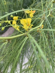 Parkinsonia aculeata