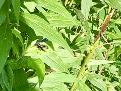 Isodontia auripes