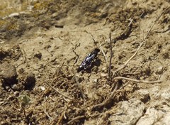 Stizoides tridentatus