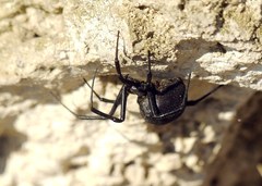 Latrodectus tredecimguttatus