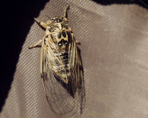 Cicadatra platyptera