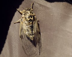 Cicadatra platyptera