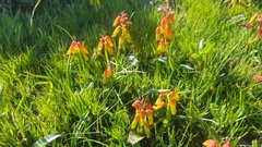 Lachenalia quadricolor