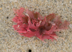 Callophyllis flabellulata