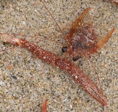 Grimothea planipes