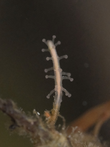 red flowerhead polyp