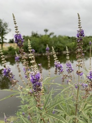 Vitex agnus-castus