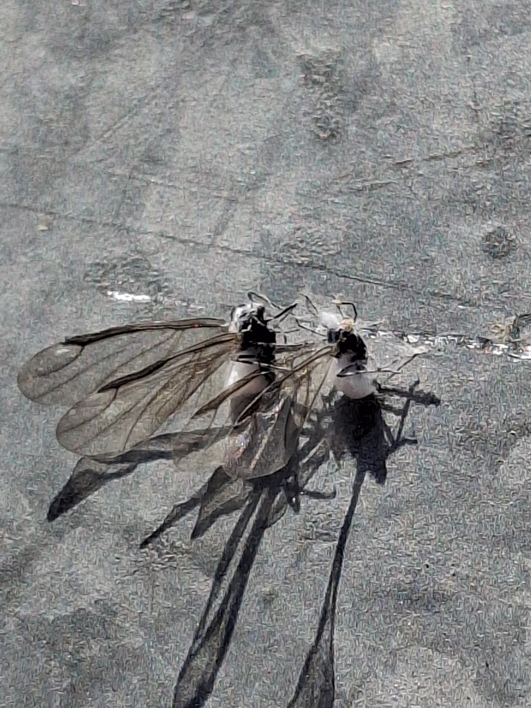 One Winged Insect Winged and Once-winged Insects from Hamer, ID 83425, USA on October 15 ...