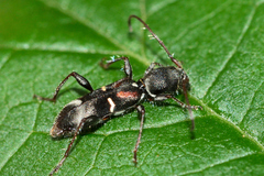 Euderces basimaculatus