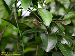 Papilio memnon heronus