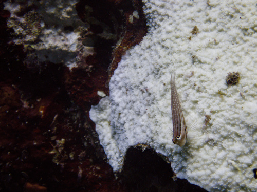 Nalolo Blenny — seen at this dive site