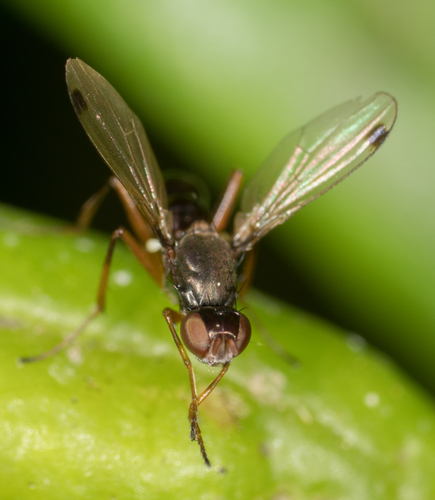 Sepsidae