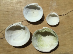 Dosinia exoleta