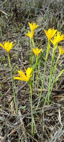 Narcissus cavanillesii, photograph 6