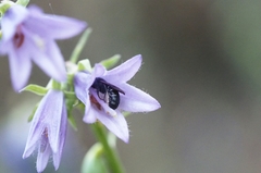 Chelostoma rapunculi