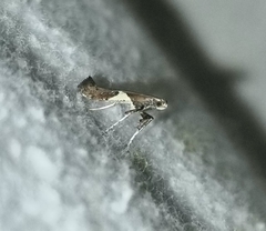 Caloptilia stigmatella