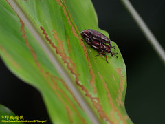 Sphenocorynes kosempoensis