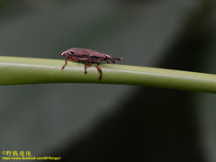 Sphenocorynes kosempoensis
