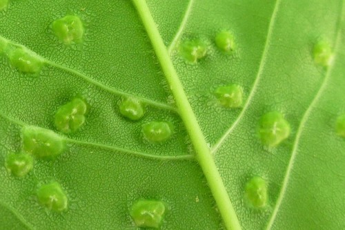 Ash Bead Gall Mite