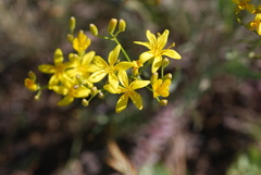 Crepis acuminata