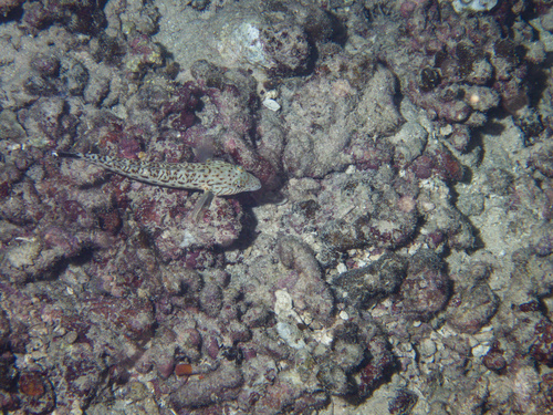Spotted Sandperch — seen at this dive site