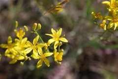 Crepis acuminata