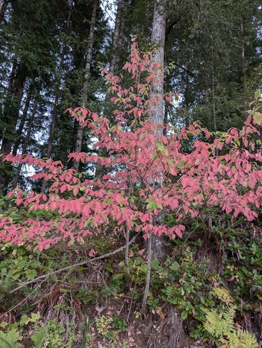 Pacific Dogwood fruiting