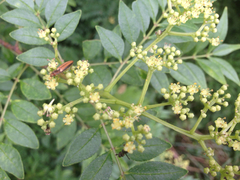 Ludioschema vittiger