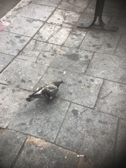 Columba livia domestica