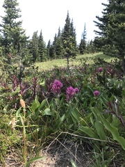 Castilleja parviflora olympica