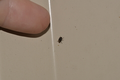 Araecerus