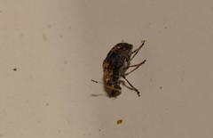 Araecerus