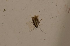 Opogona stenocraspeda