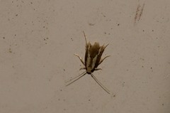 Opogona stenocraspeda