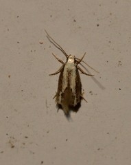 Opogona stenocraspeda