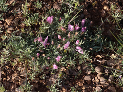 Convolvulus assyricus