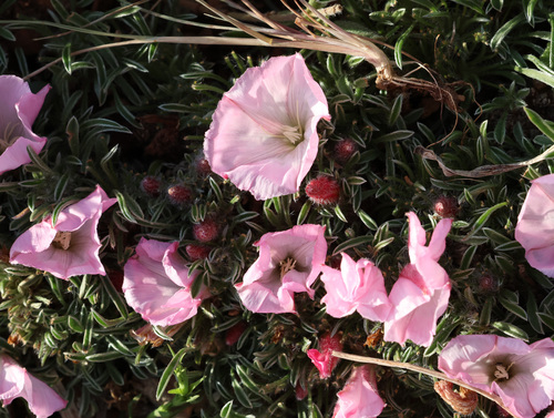 Convolvulus assyricus, photograph 1