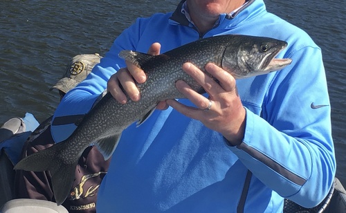 Lake Trout
