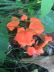 Cantharellus cinnabarinus