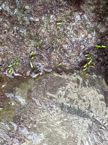 Neomeris annulata observed 2024-10-15