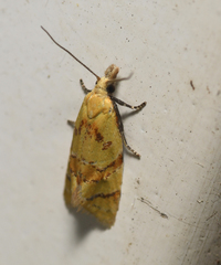 Phtheochroa vitellinana