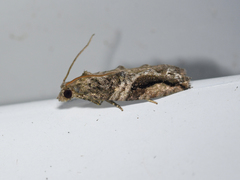 Proteoteras crescentana