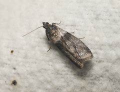Meroptera pravella