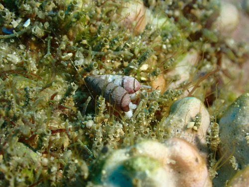 Terenolla pygmaea observed 2024-10-13