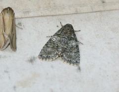 Acronicta tristis